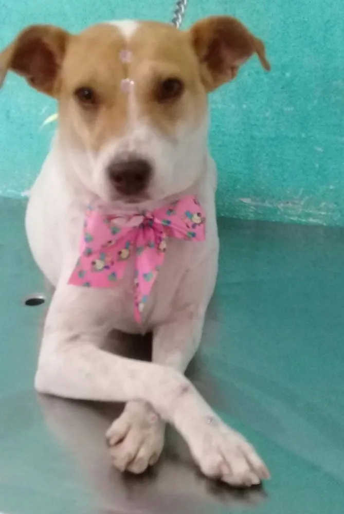 Cachorro ra a Jack russel  idade 1 ano nome Lilica linda 