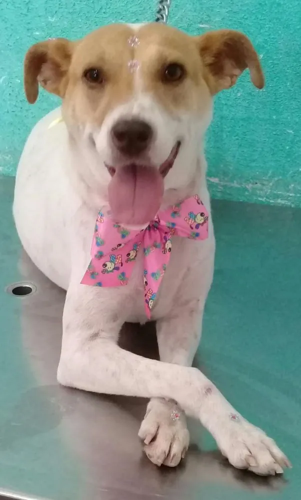 Cachorro ra a Jack russel  idade 1 ano nome Lilica linda 