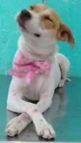 Lilica linda 
