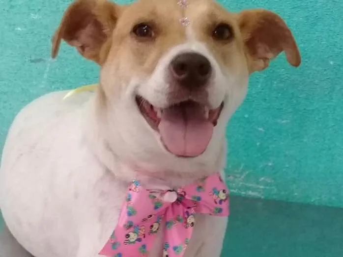 Cachorro ra a Jack russel  idade 1 ano nome Lilica linda 