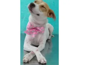 Cachorro raça Jack russel  idade 1 ano nome Lilica linda 