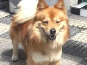 Cachorro raça Chow chow idade 1 ano nome Thor