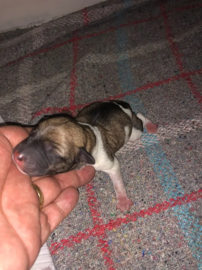 Cachorro raça  idade  nome Filhotes