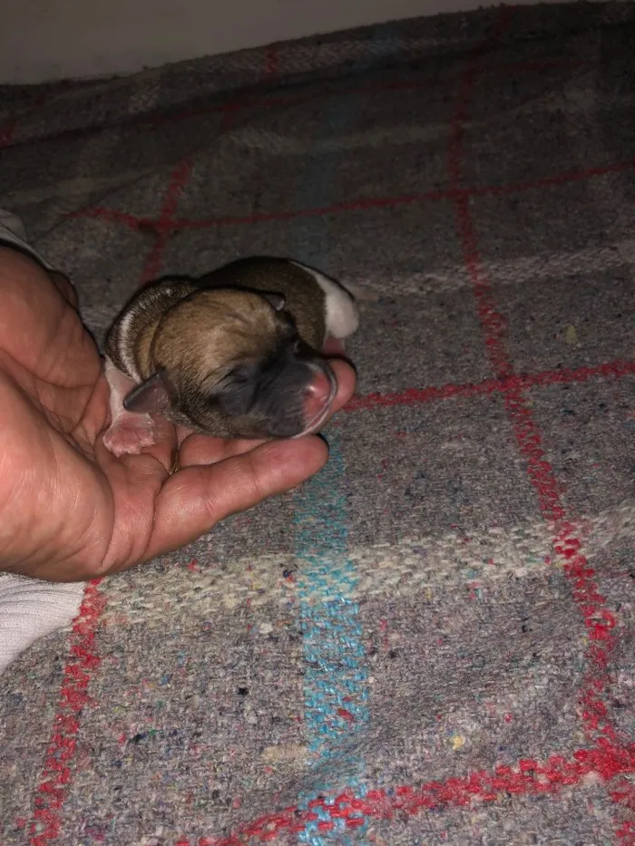 Cachorro raça  idade  nome Filhotes