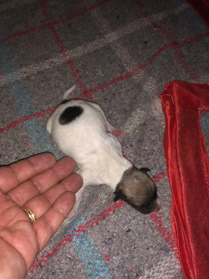Cachorro raça  idade  nome Filhotes