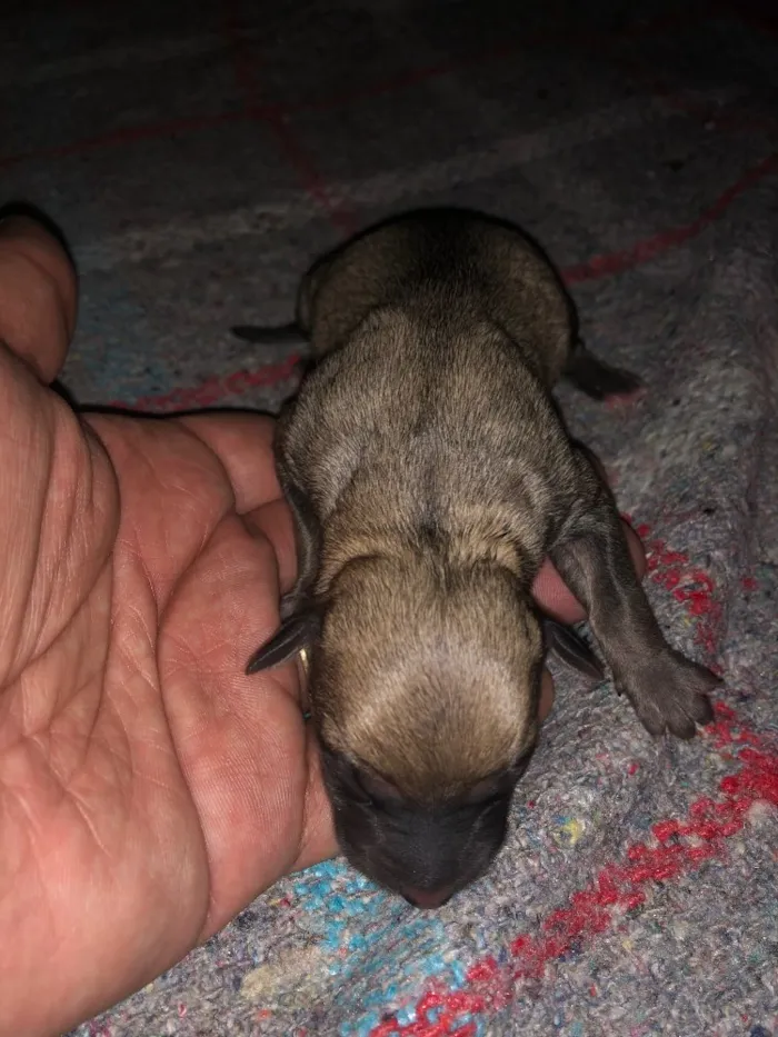 Cachorro raça  idade  nome Filhotes