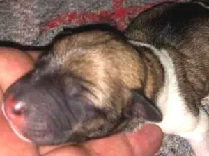 Cachorro raça  idade  nome Filhotes