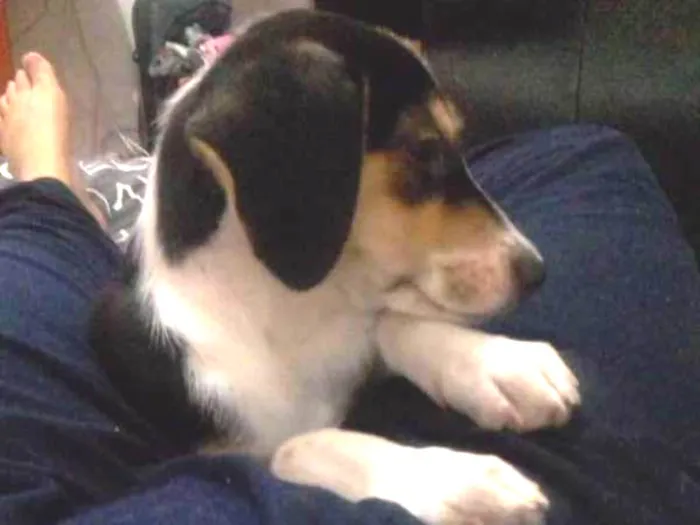 Cachorro ra a SRD idade 2 a 6 meses nome Gamora