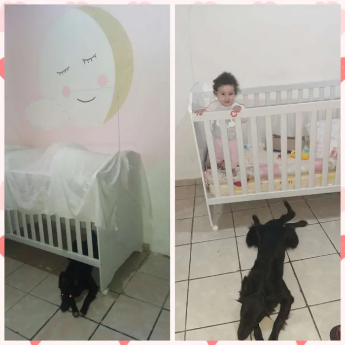 Cachorro ra a Srd idade 1 ano nome Amora