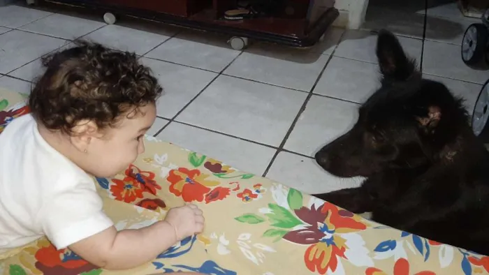 Cachorro ra a Srd idade 1 ano nome Amora
