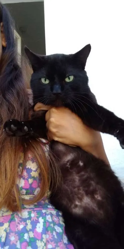 Gato ra a SRD idade 1 ano nome Kinho