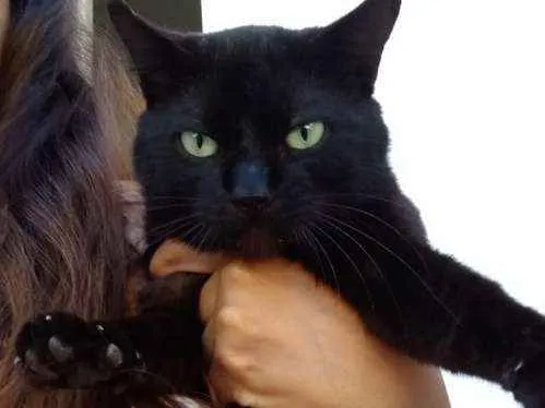 Gato ra a SRD idade 1 ano nome Kinho