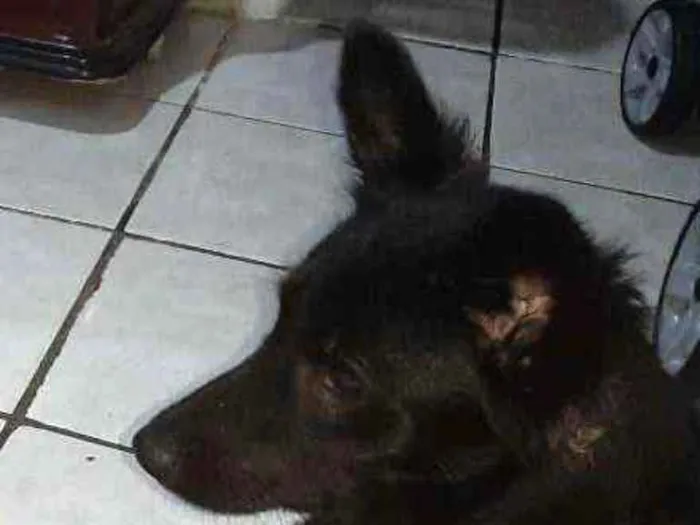 Cachorro ra a Srd idade 1 ano nome Amora