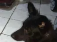 Amora