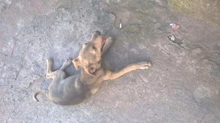 Cachorro ra a SRD idade 2 a 6 meses nome Faísca