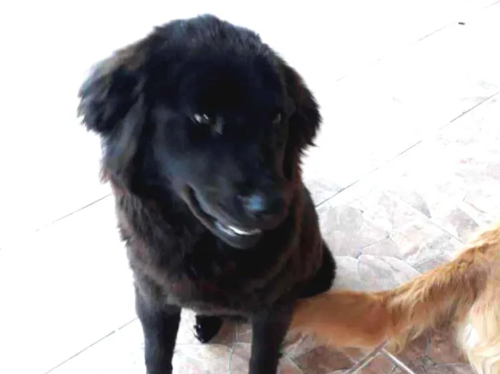 Cachorro ra a Mestiça de Chaw Chaw com Golde idade 1 ano nome Amora