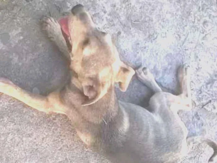 Cachorro ra a SRD idade 2 a 6 meses nome Faísca