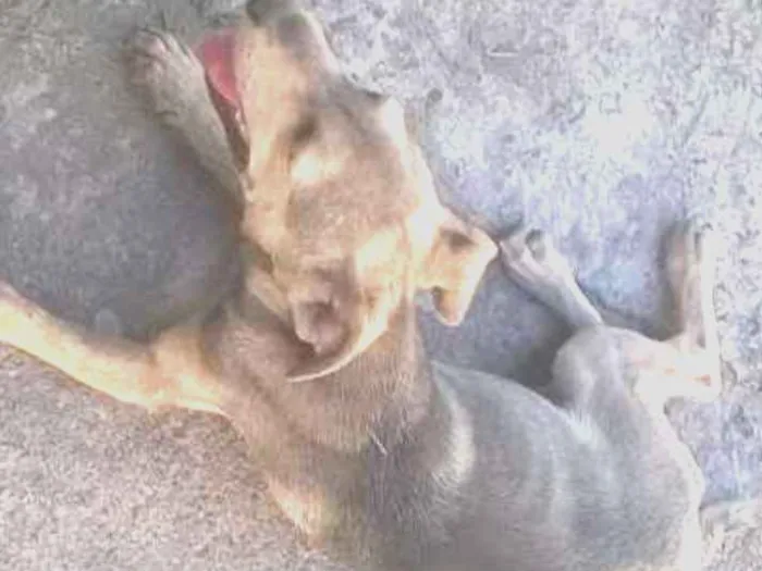 Cachorro ra a SRD idade 2 a 6 meses nome Faísca