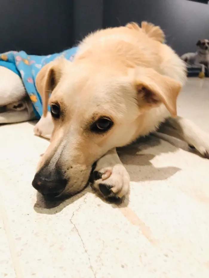 Cachorro ra a SRD idade 6 ou mais anos nome Dostoiévski 