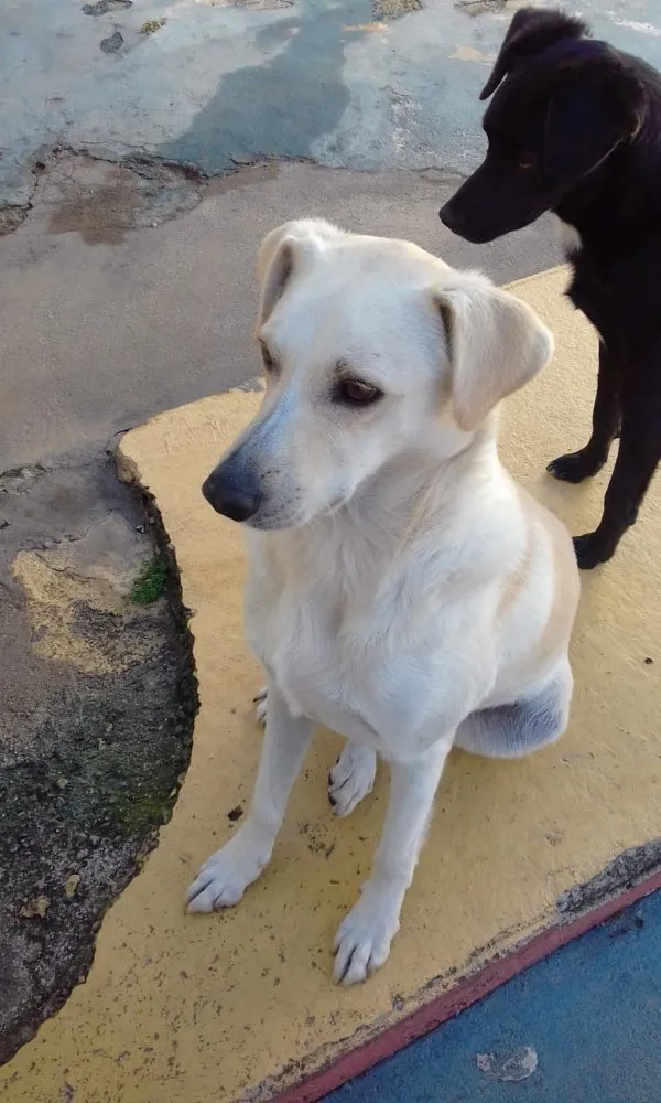 Cachorro ra a SRD idade 6 ou mais anos nome Dostoiévski 