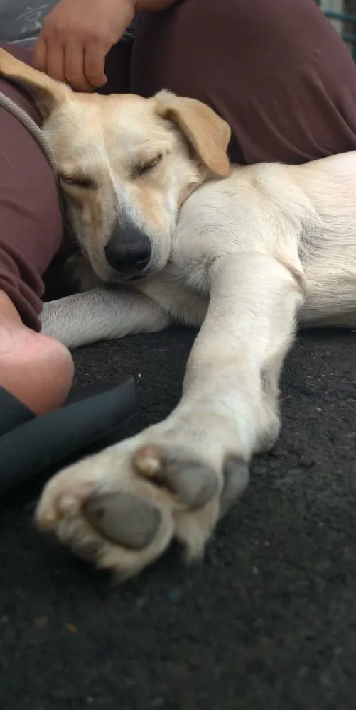 Cachorro ra a SRD idade 6 ou mais anos nome Dostoiévski 