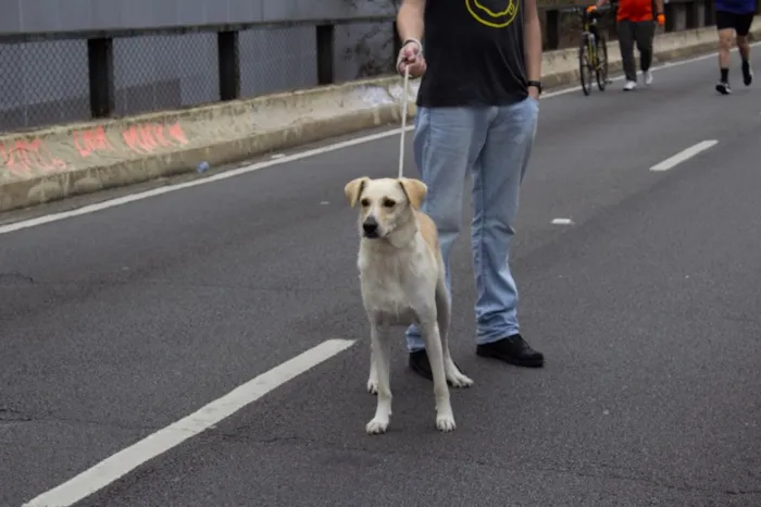 Cachorro ra a SRD idade 6 ou mais anos nome Dostoiévski 