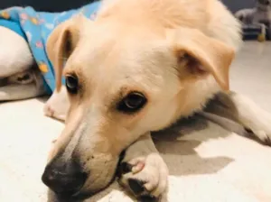 Cachorro raça SRD idade 6 ou mais anos nome Dostoiévski 