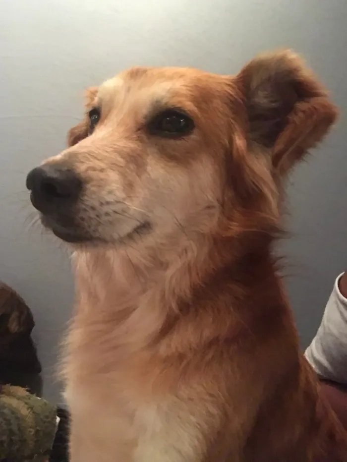 Cachorro ra a SRD idade 6 ou mais anos nome Juca
