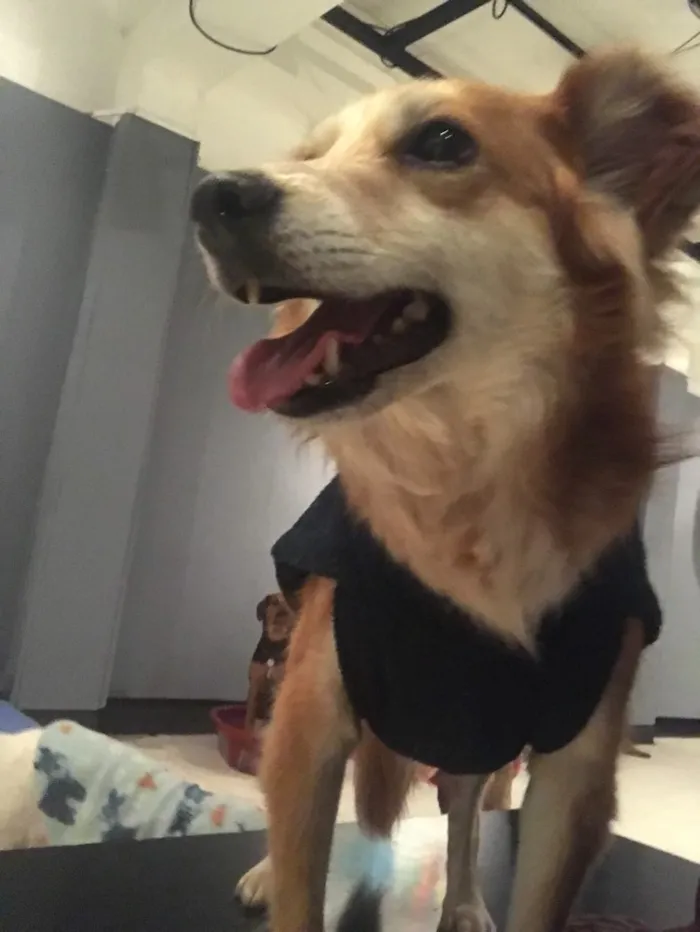 Cachorro ra a SRD idade 6 ou mais anos nome Juca