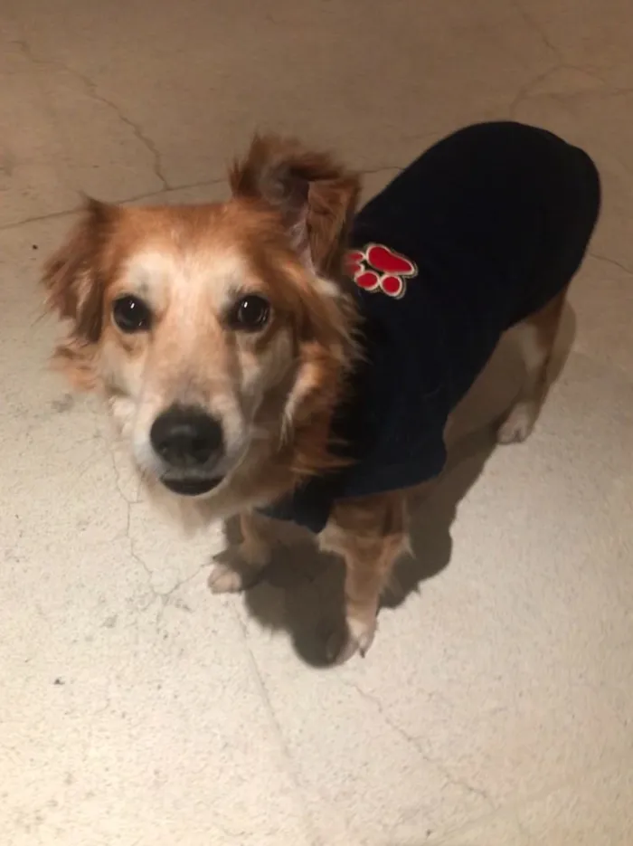 Cachorro ra a SRD idade 6 ou mais anos nome Juca