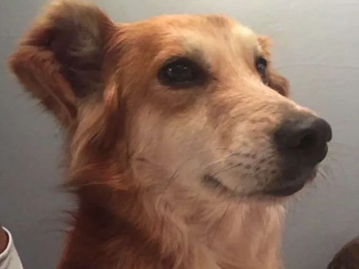 Cachorro ra a SRD idade 6 ou mais anos nome Juca