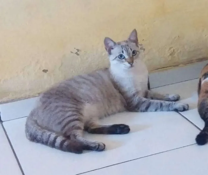 Gato raça Siames idade 1 ano nome Sther