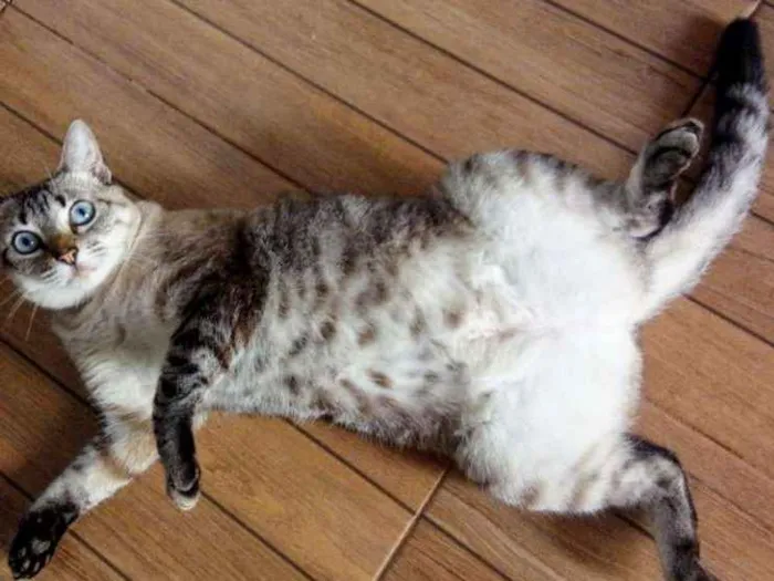 Gato raça Siames idade 1 ano nome Kayza e Sther