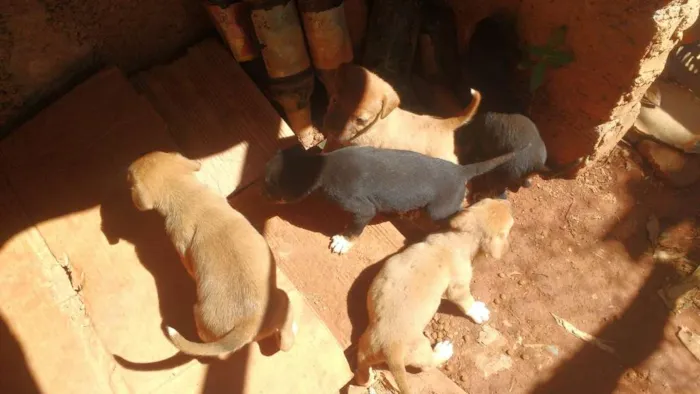 Cachorro raça Sem raca idade Abaixo de 2 meses nome Pretinha 