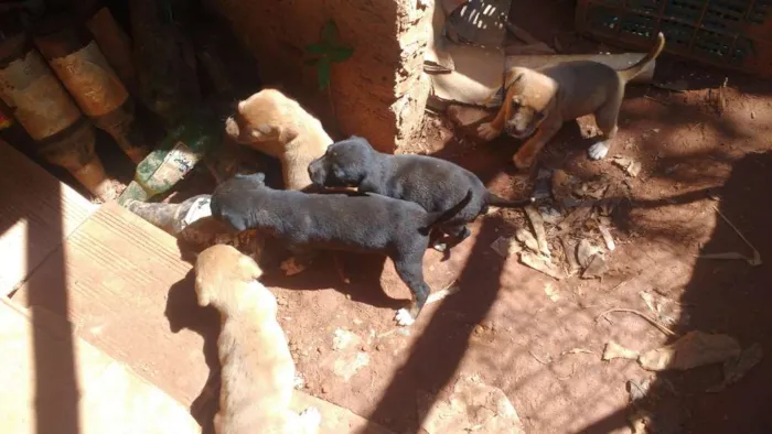 Cachorro raça Sem raca idade Abaixo de 2 meses nome Pretinha 