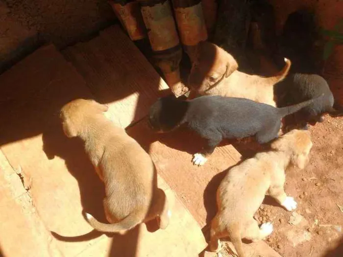 Cachorro raça Sem raca idade Abaixo de 2 meses nome Pretinha 