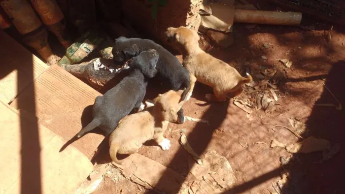 Cachorro raça Sem raca idade Abaixo de 2 meses nome Pretinha 
