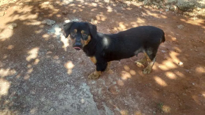 Cachorro raça S raça definida idade 4 anos nome Pretinha 