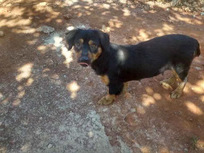 Cachorro raça S raça definida idade 4 anos nome Pretinha 
