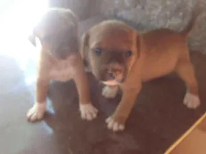 Cachorro raça Sem raca idade Abaixo de 2 meses nome Pretinha 