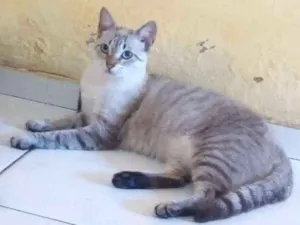 Gato raça Siames idade 1 ano nome Sther