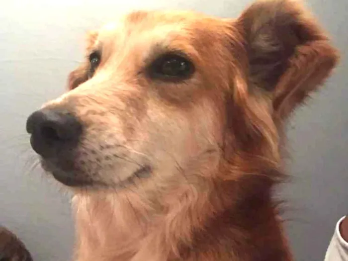 Cachorro ra a SRD idade 6 ou mais anos nome Juca