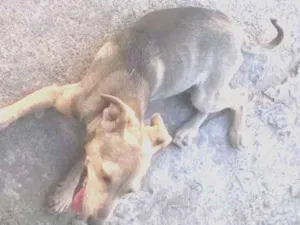 Cachorro raça SRD idade 2 a 6 meses nome Faísca