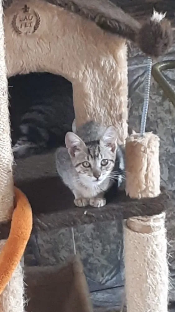 Gato ra a SRD idade 2 a 6 meses nome Mel 