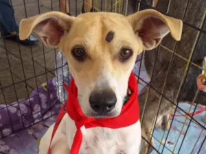 Cachorro raça SRD idade 1 ano nome Meg 