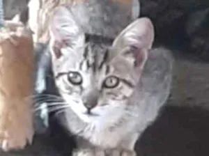Gato raça SRD idade 2 a 6 meses nome Mel 