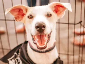 Cachorro raça SRD idade 1 ano nome Milk 