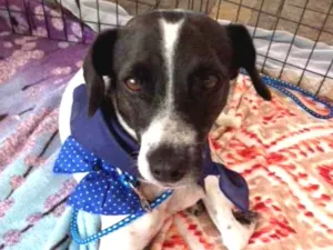 Cachorro raça SRD idade 3 anos nome Lucca 