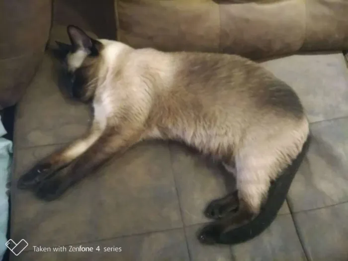 Gato ra a Srd idade 1 ano nome Mia