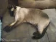 Mia